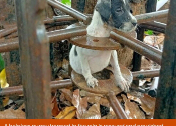 A helpless puppy trapped in the rain is rescued and nourished, bringing a glimmer of hope and care to its desperate situation.