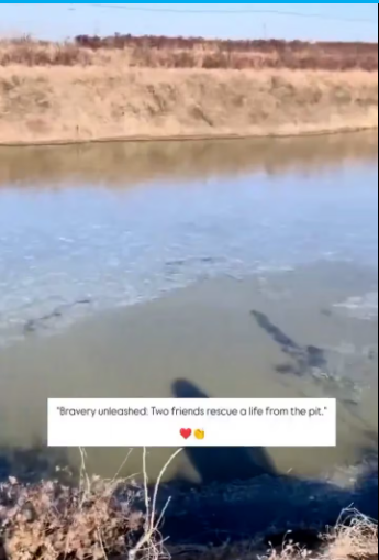 M1612005_Restoring Your Faith in Humanity These two dogs, who had fallen into deep pit, were rescued by two s…_part2