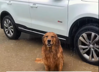 M2512001_saw dog being abandoned by its owner, then #rescue #animals_part2