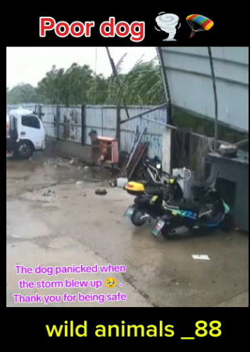 M1612006_dog panicked when storm blew up Thank you being safe #c…_part2