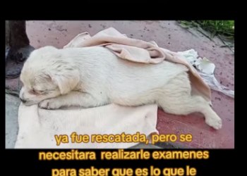 M2512002_es una bebe no ocupa mucho espacio,tantas personas pasaron por su la…_part2