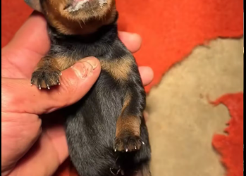 M1612007_Rscue stiff puppy all over then #animals #fyp #rescue #dog #lov…_part2