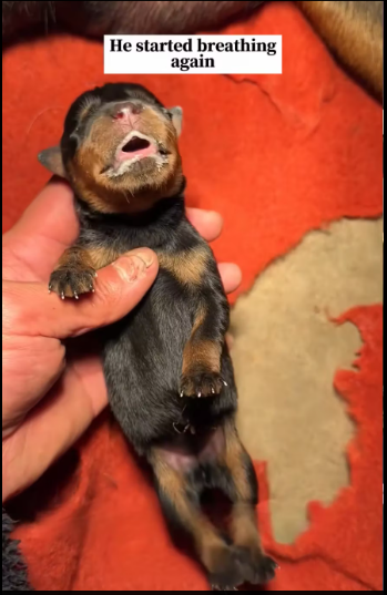 M1612007_Rscue stiff puppy all over then #animals #fyp #rescue #dog #lov…_part2