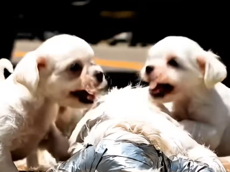 M2512006_poor puppy whose mother was tied up by a bad person_part2