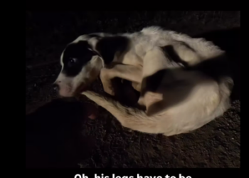 M1612009_found an abanadoned puppy in woods pt. thought his legs wer…_part2