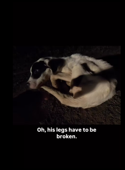 M1612009_found an abanadoned puppy in woods pt. thought his legs wer…_part2