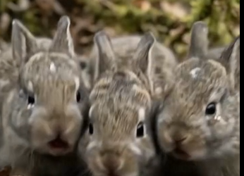 M1612011_#Wildlife #ai #reels #snake #aivideo #aireels #shorts #jungle #animals Wild Animals Rescue_part2