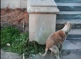 M2112001_Abandoned Dog Only Wish Was Walking Again_part2