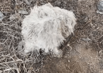 M0112017_Rescue dog caught in mousetrap#straydogs_part2