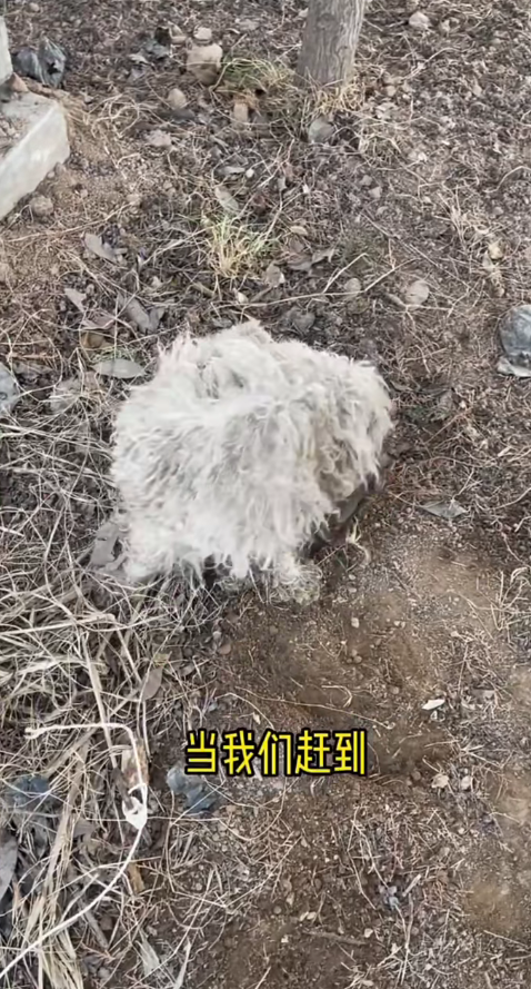 M0112017_Rescue dog caught in mousetrap#straydogs_part2