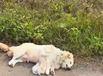 M2512008_Rescue family of dogs on road #rescue #rescuenaimals #animals_part2