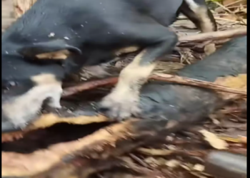 M1612013_I couldn’t believe it! Dog trapped in a hollow tree was saved #fyp #videovi…_part2