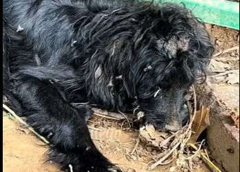 M1612015_Part1 Animals Rescue #dogrescue #rescuedog #dogsofttiktok #foryoupage #foryou #dogs_part2