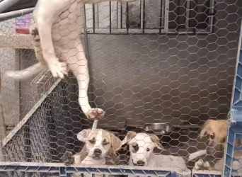 M1612016_SO, WHERE HE IS, HE LOOKS TO GET OUT… My Little Rescue World Rosario Castillo_part2