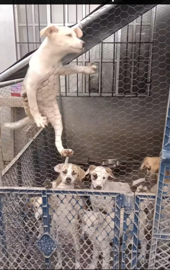 M1612016_SO, WHERE HE IS, HE LOOKS TO GET OUT… My Little Rescue World Rosario Castillo_part2