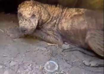 M1612018_Vivía en una CUEVA sin RUMBO y sin amor_part2