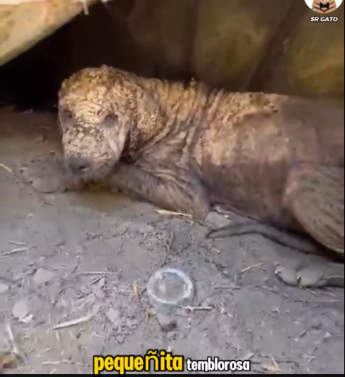 M1612018_Vivía en una CUEVA sin RUMBO y sin amor_part2