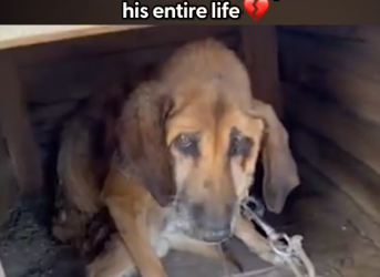 M1612019_Dog Chained For 19 Years Finally Gets To Feel What Freedom Is_part2