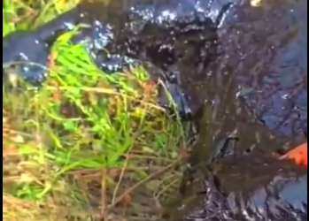 M1612020_3 Perros Esperaron Ayuda por Horas �_part2