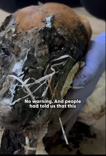 M1612021_It took 72 hours and three volunteers to remove all of the tar, the moment he does his first zoomies �� We talked_par