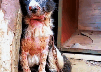 M0112009_Getting out of the sea of ​​suffering and giving them a chance to survive #rescue #animalprotection #straydog #dog #straydogprotection #straydogrescue_part2