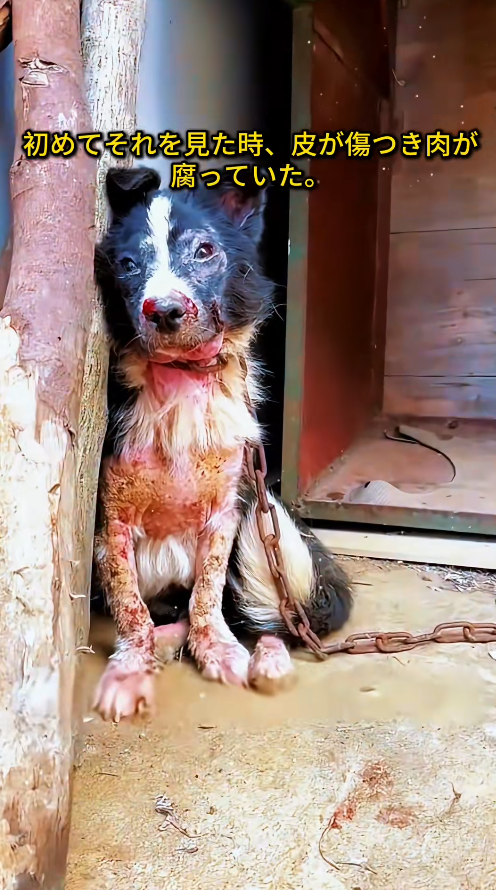 M0112009_Getting out of the sea of suffering and giving them a chance to survive #rescue #animalprotection #straydog #dog #straydogprotection #straydogrescue_part2
