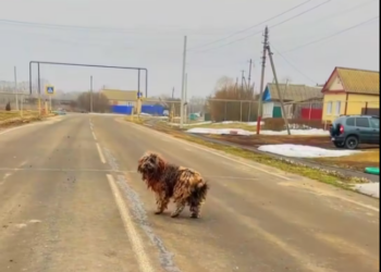 M1612025_Espero en la Carretera por AÑOS � Historia de nuestro perro Jonny_part2