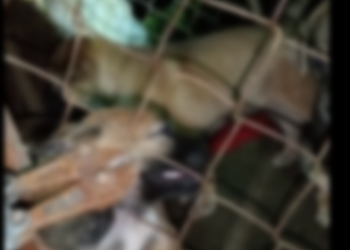 M1712001_Stupid as a dog is real, and it’s still a bit young, but when it gets a little older… Vi Duong_part2