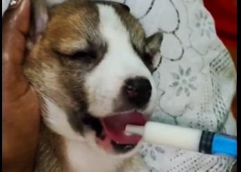 M1712002_Our Putul’s Story � #blinddog #doglover #doglife #dogsarefamilytoo #k9ngo #tripura K-Nine_part2