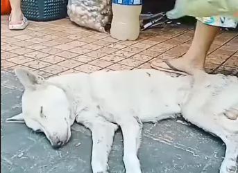 M1712003_Teddy, nirescue dati sa Tanay Rizal public market. Positive sa distemper, mahigit 1 month na inalagaan at nakaforced_pa