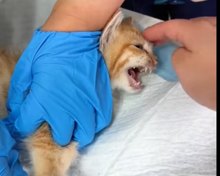 M2112004_found paws of kitten had been bitten by turtle the…_part2