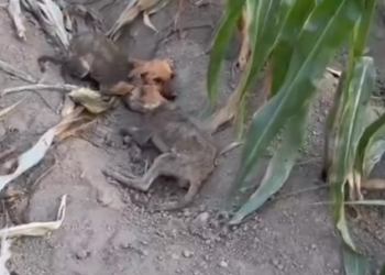 M1712005_Two Stray Dog Brothers, Afu and Duoduo, Relying on Each Other for Survival. Winter arrived, and nighttime temperatures plummeted to the teens. In a cornfield, the biting wind blew, and two three-month-old stray dogs, without a mother, without siblings, relied solely on each other for warmth. When we found them, they were emaciated, huddled together for warmth. But Duoduo had already succumbed to hunger and cold and passed away.