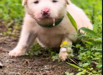 M1712008_A mother’s love knows no limits ❤️ When the Manali Strays team found this mother dog protecting her tiny injured pupp_p