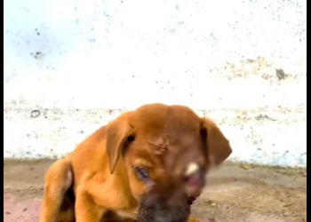 M1712009_Street Puppy whose eye popped out is rescued_part2