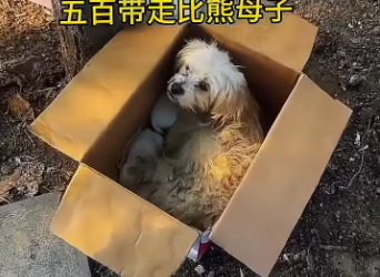 M1712010_Poor Samoyed Struggling in the Hands of the Butcher_part2