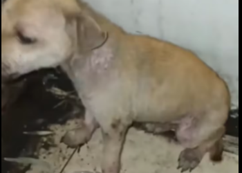 M1712011_HANA rescues_part2