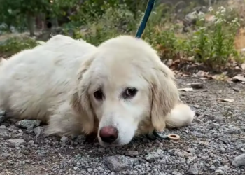 M1712013_A Golden Retriever with ascites, sold due to illness, its huge, swollen belly resembling a ball, was given a new lease on life after a difficult rescue_part2