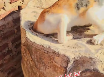 M1812001_Keep laughing, and after you’re done laughing, give us a solution in the comments, you cat-spirit jumper…_part2