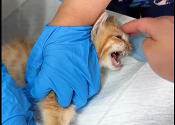 M2112004_found paws of kitten had been bitten by turtle the…_part2