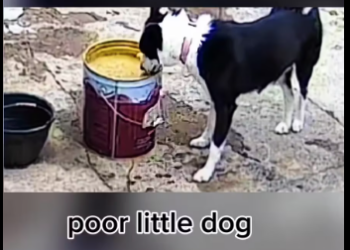 M1812003_poor little dog videos #dog #dogsoftiktok #animal #fyp_part2
