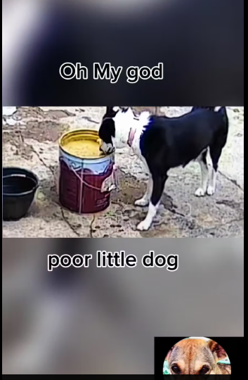 M1812003_poor little dog videos #dog #dogsoftiktok #animal #fyp_part2