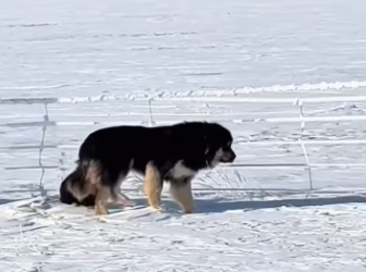 M1812004_abandoned dog in snow#dog #dogsoftiktok #poor #dogvideo #poordogv…_part2