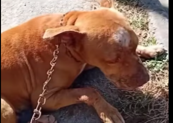 M2512009_He’s safe now. We’ll need help taking care of him. Casa dos Anjos Macaé RJ_part2