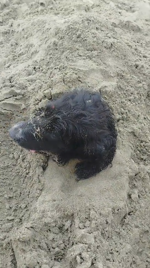 MAI 18/12 Did they pull the dog out or not? How did it end up buried? Maybe whoever was filming did it.