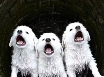 M2512010_Kind & Brave Dog Rescues Puppies with the Help of Two Men ����❤️_part2