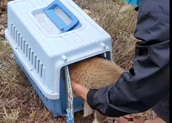 M2512012_Rescue puppy #rescue #rescuenaimals #animals #rescuedog #dog #puppy_part2