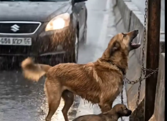 M2512011_An Old Man’s Kindness Saves a Chained Mother Dog and Her Baby #animalrescue Sweet memes_part2