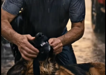 M2512013_Kind hearted old man rescue poor dog on the road side in the heavy rain_part2