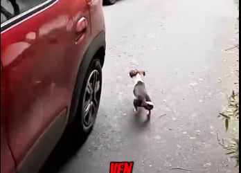 M2512014_PARTE (El está bien) Cuiden sus perritos todas sus masco…_part2