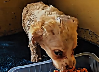 M2512015_Rescue stray puppy wheels of starting train #foryou #res…_part2